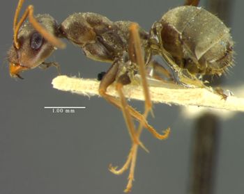 Media type: image; Entomology 23249   Aspect: habitus lateral view